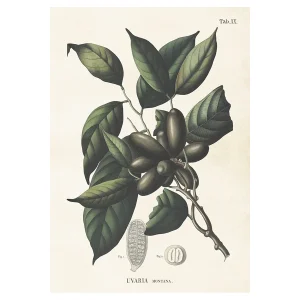 Poster, Uvaria M (35 x 50 cm)