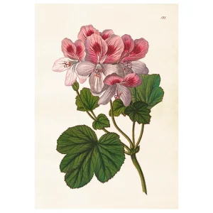 Poster, Pelargon M (35 x 50 cm)