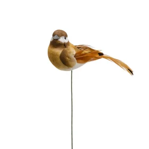 Fågel, brun