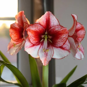 Amaryllis, Hippeastrum 'Showmaster'