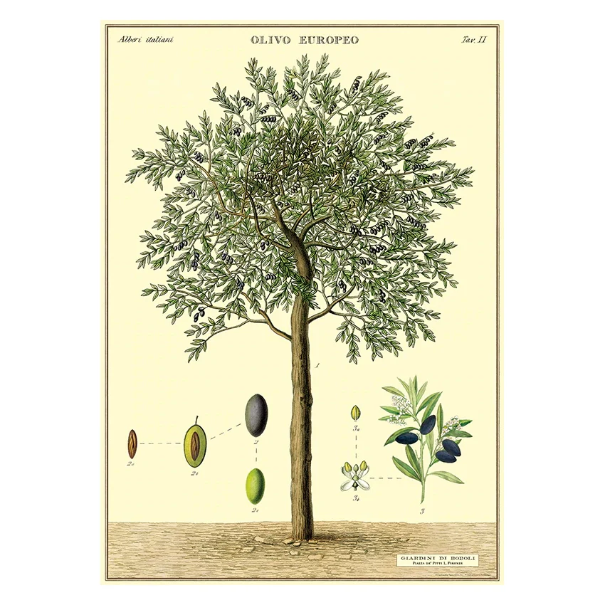 Poster, Olivträd L (50 x 70 cm)