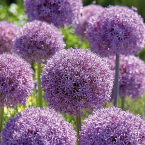 Allium, Prydnadslök 'Globemaster'