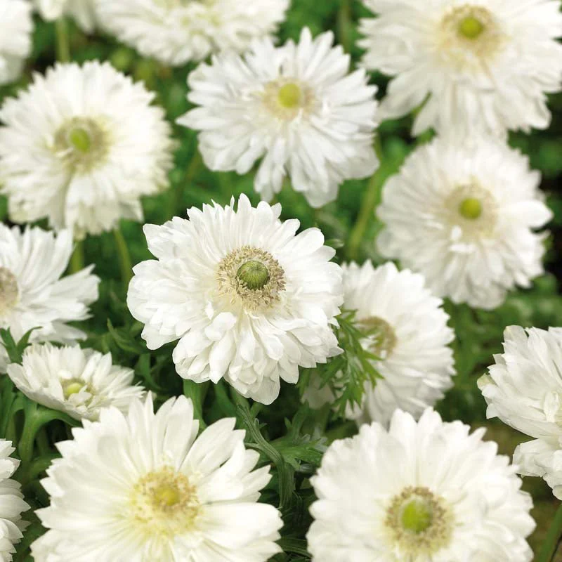 Anemone 'Mount Everest' - Bild 2