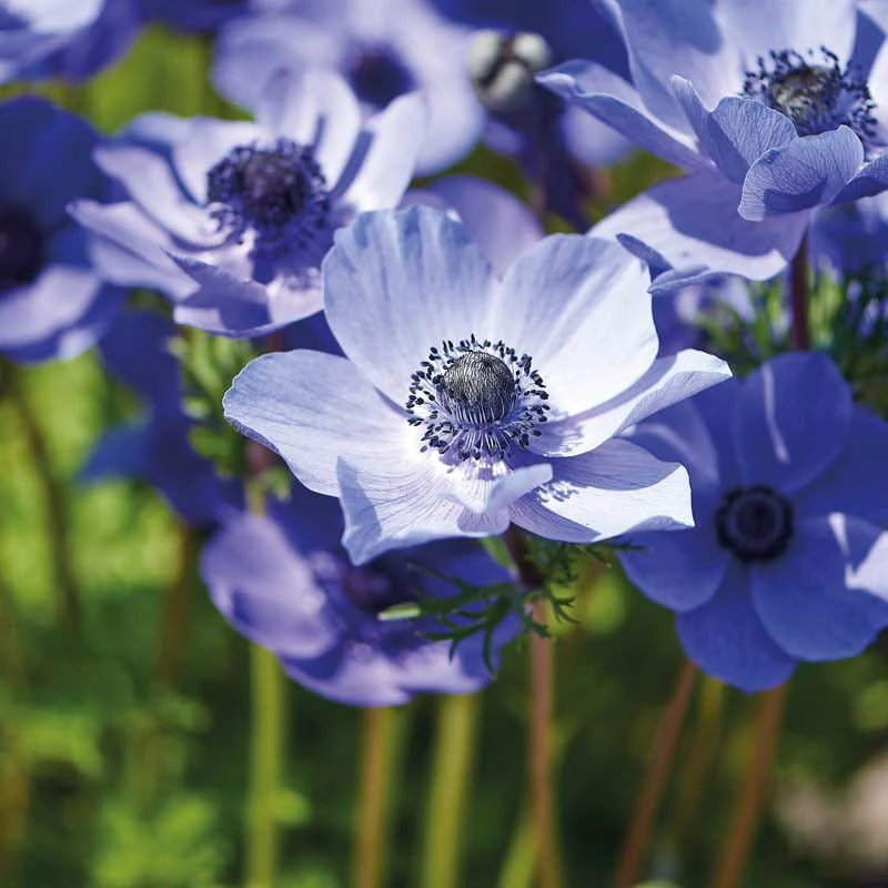 Anemone 'Mr. Fokker' - Bild 2