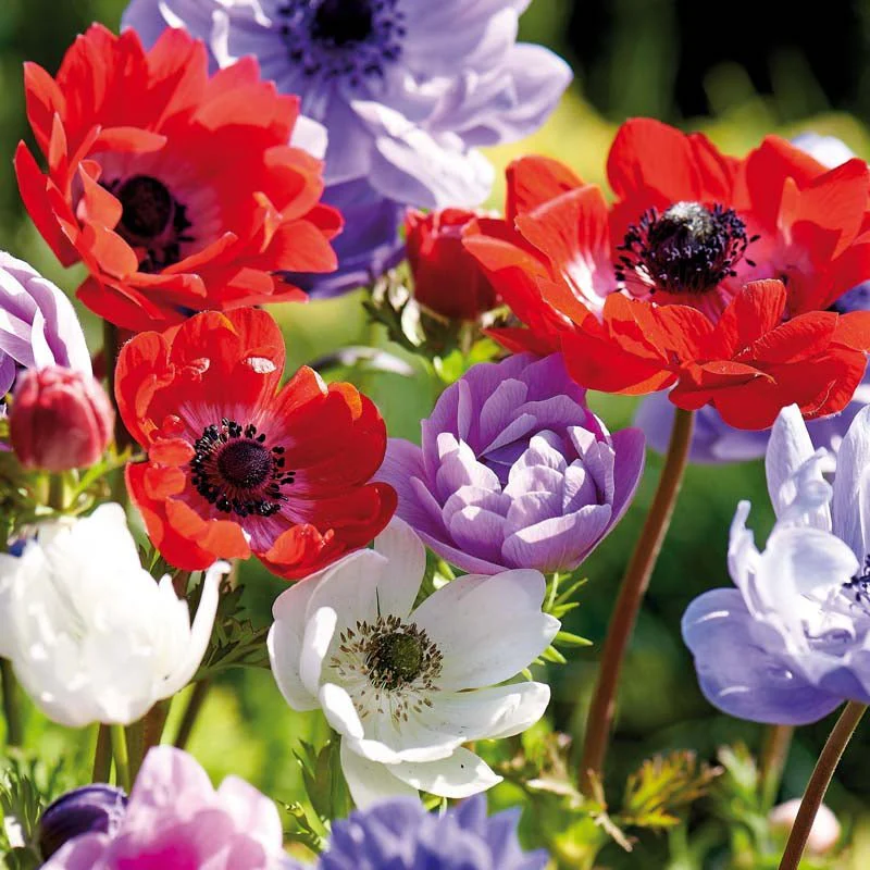 Anemone 'St. Brigid' - Bild 2