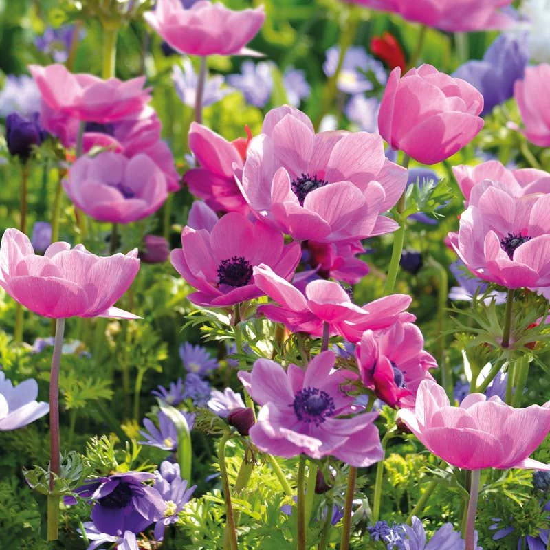 Anemone 'Sylphide' - Bild 2