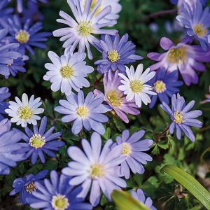 Anemoneblandning 'Blanda Mixed'