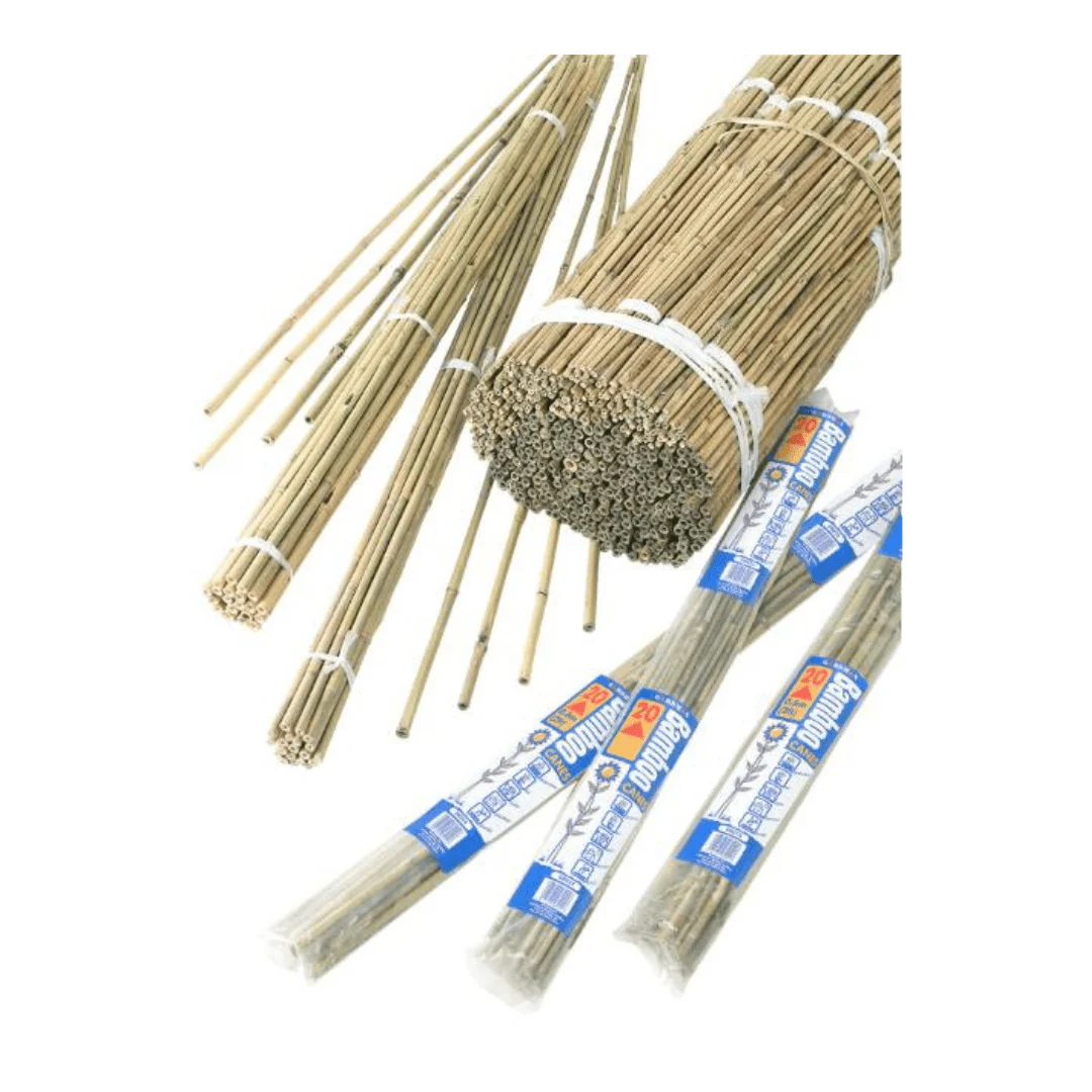 Bambupinnar bunt, L 60 cm, 20 st. - Bild 2