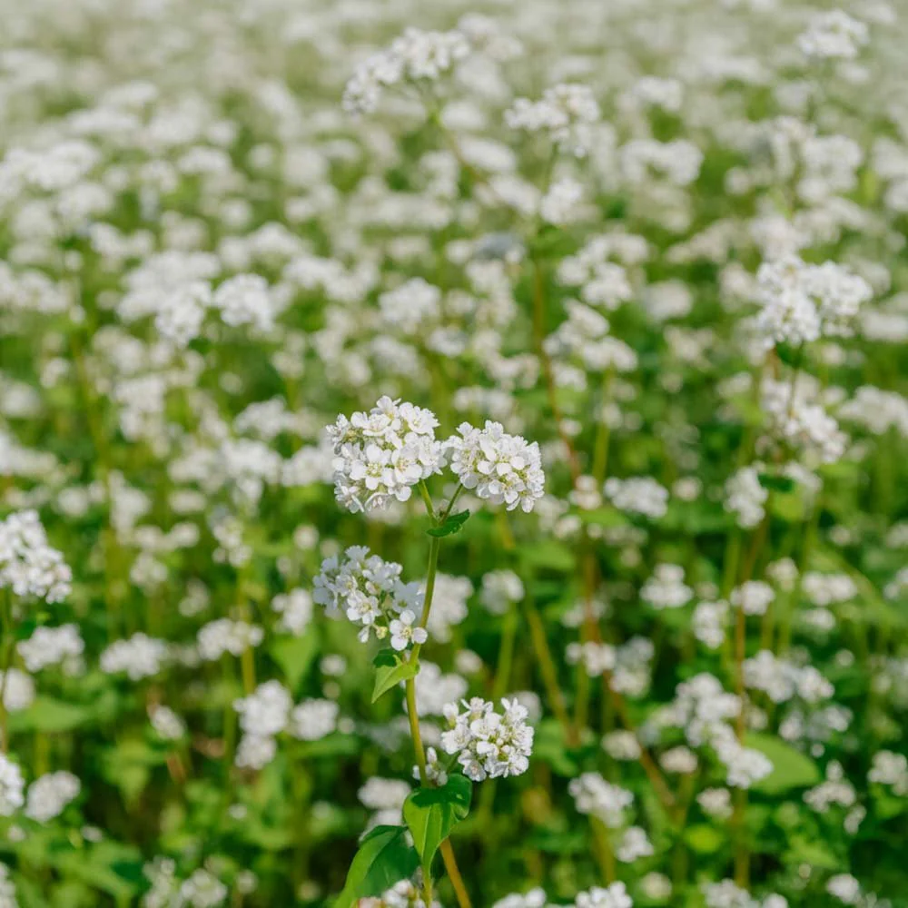 Blomsterblandning 'Bloom mix' (50 m²)