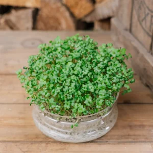 Mikrogrönt frö 'Broccoli' - 4000 Ekologiska frön