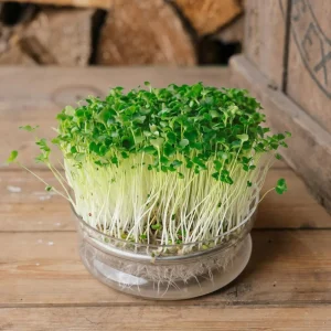Mikrogrönt frö 'Broccolirabe (rapini)' - 7100 Ekologiska frön