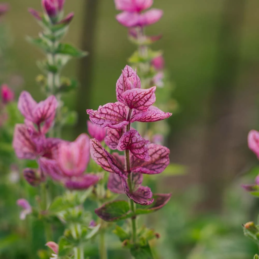 Broksalviafrön 'Pink' - 100 Ekologiska frön