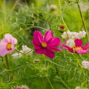 Cosmosfrön 'Garden Cosmos' - 80 Ekologiska frön