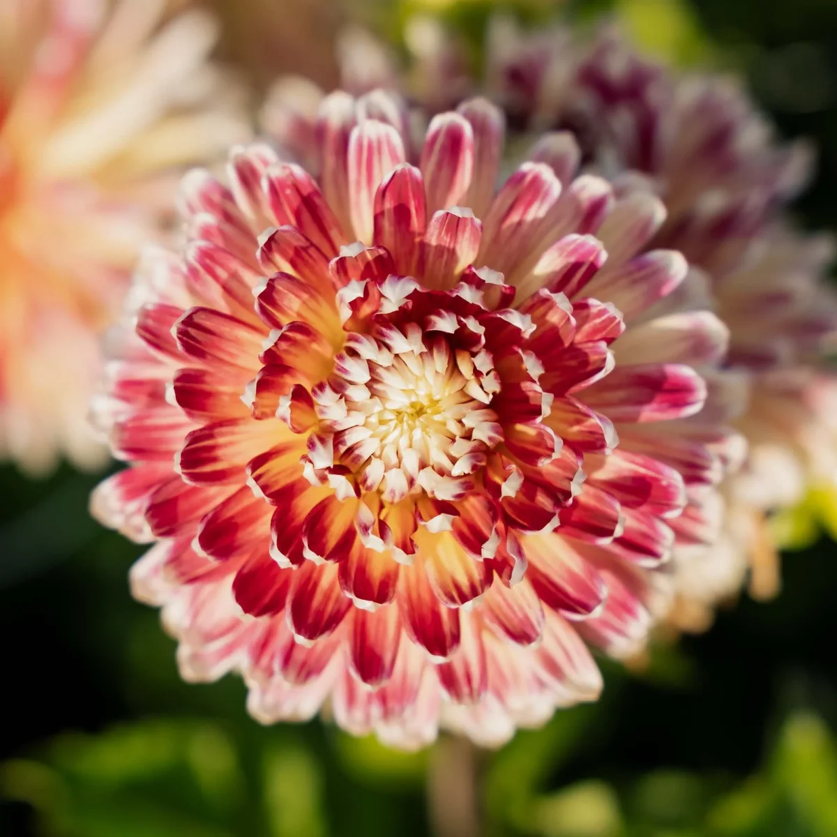 Dahlia 'Akita' - Bild 4