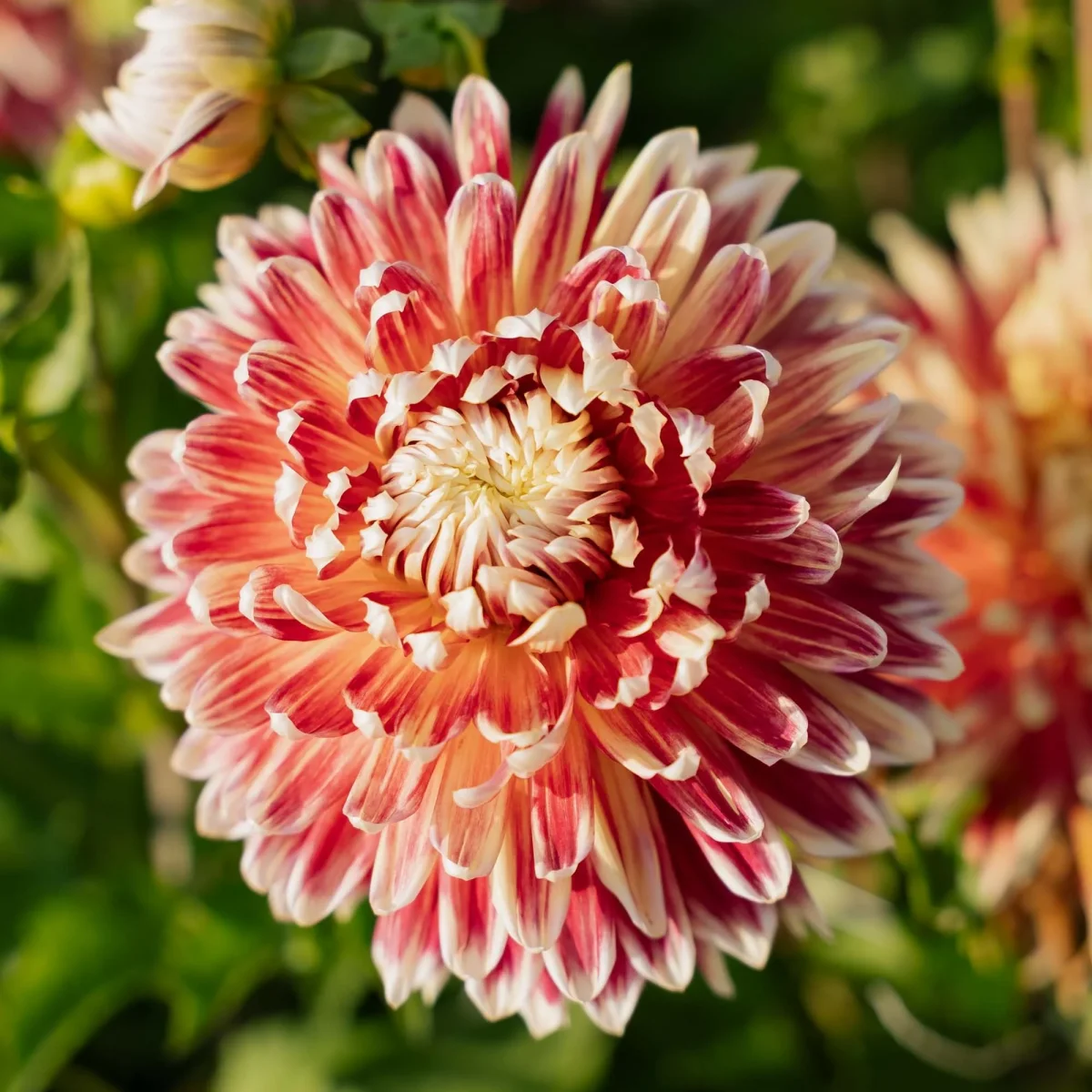 Dahlia 'Akita' - Bild 2