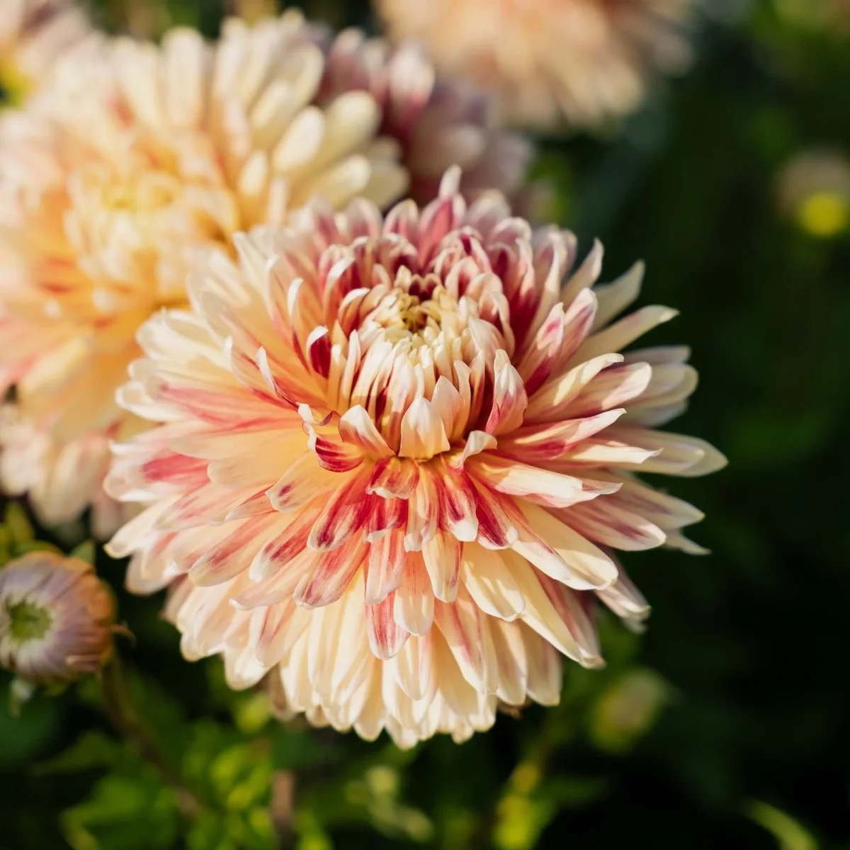 Dahlia 'Akita' - Bild 3