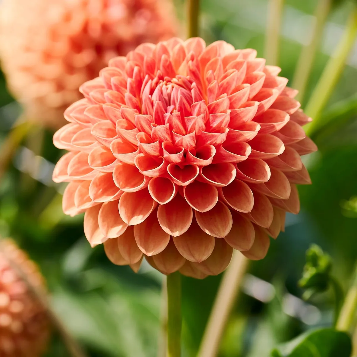 Dahlia 'Beatrice' - Bild 2