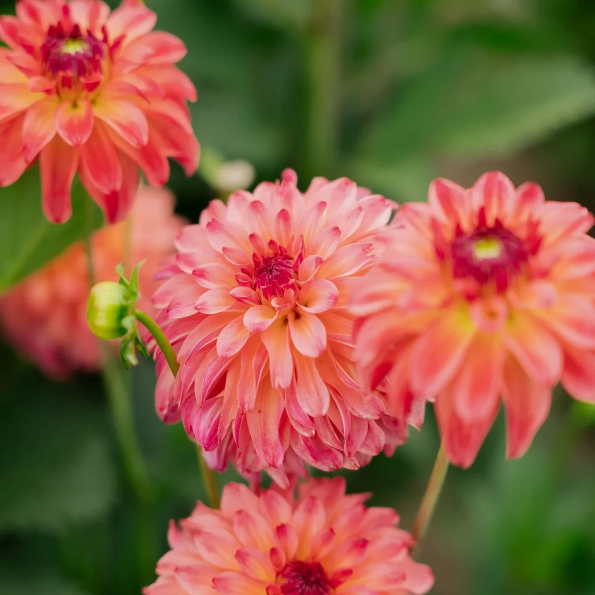 Dahlia 'Belfloor' - Bild 3
