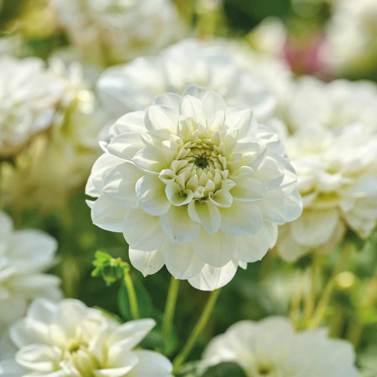 Dahlia 'Cantarino' - Bild 2