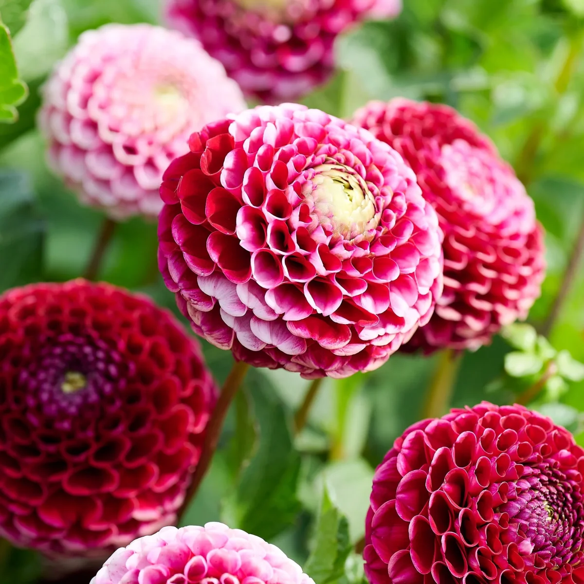 Dahlia 'Chick A Dee' - Bild 2