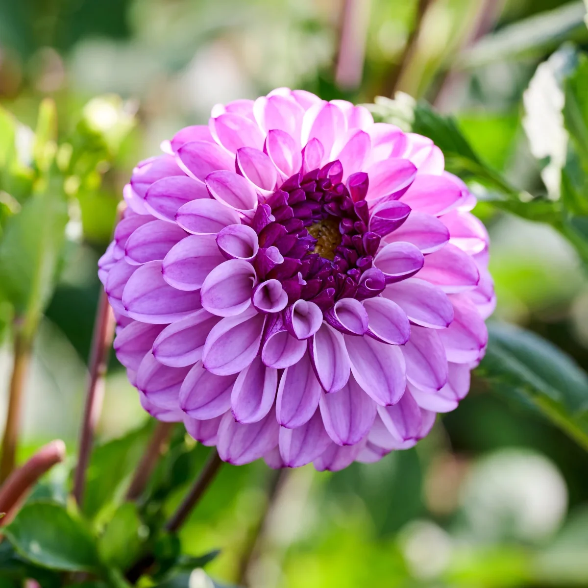 Dahlia 'Columbus' - Bild 2