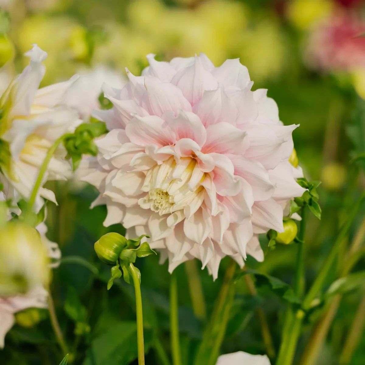 Dahlia 'Gitt's Perfection' - Bild 4