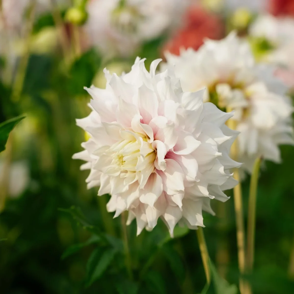 Dahlia 'Gitt's Perfection' - Bild 3