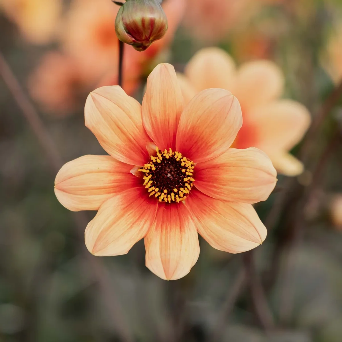 Dahlia 'Hs date' - Bild 2