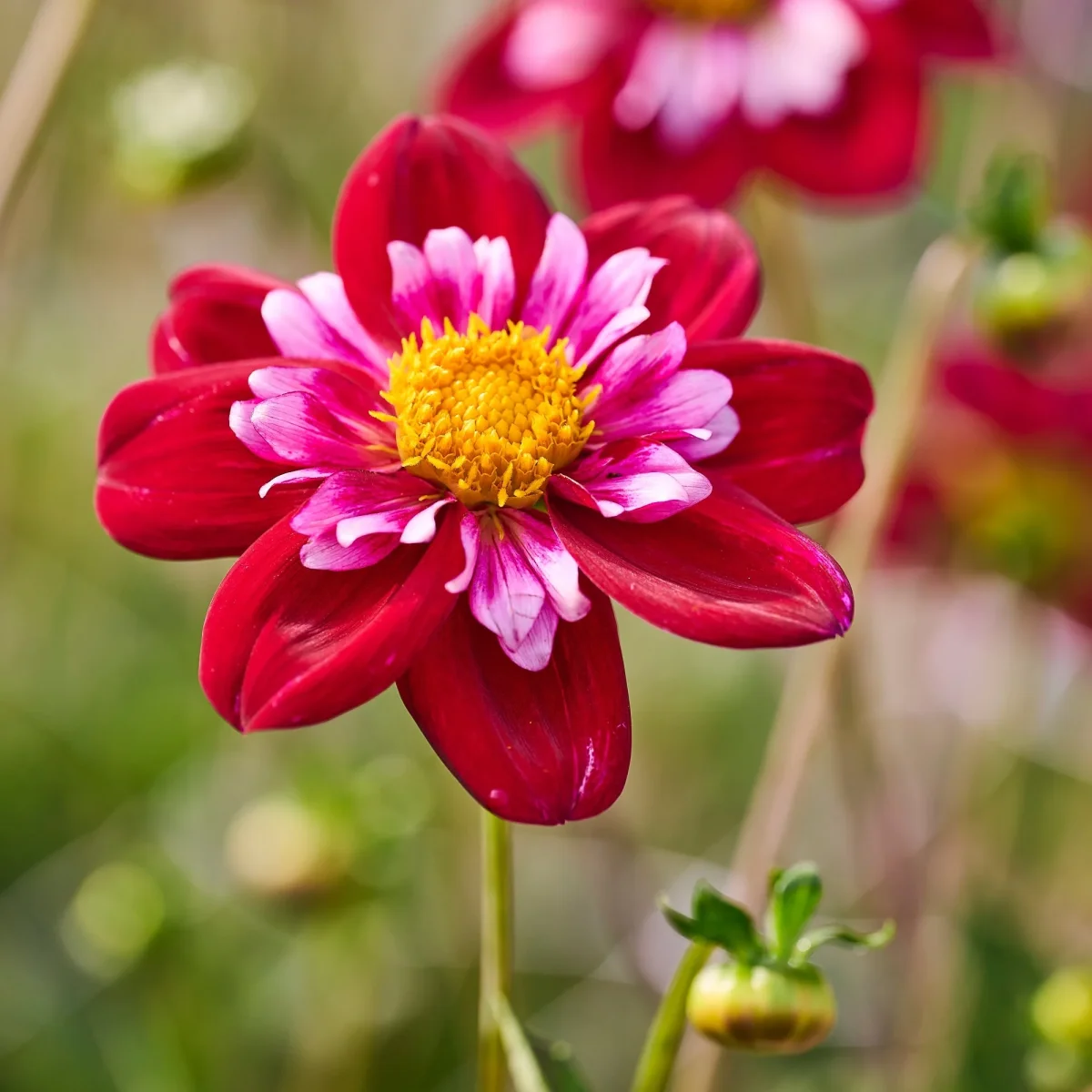 Dahlia 'Joyfull Investment' - Bild 2