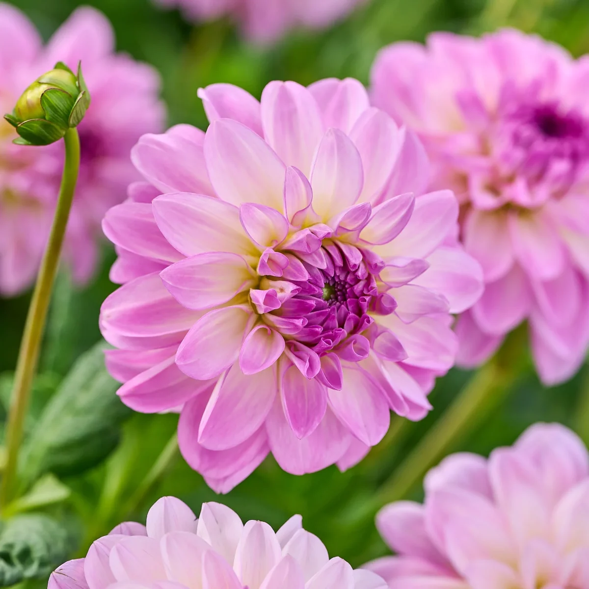 Dahlia mix 'All pink mix' - Bild 3
