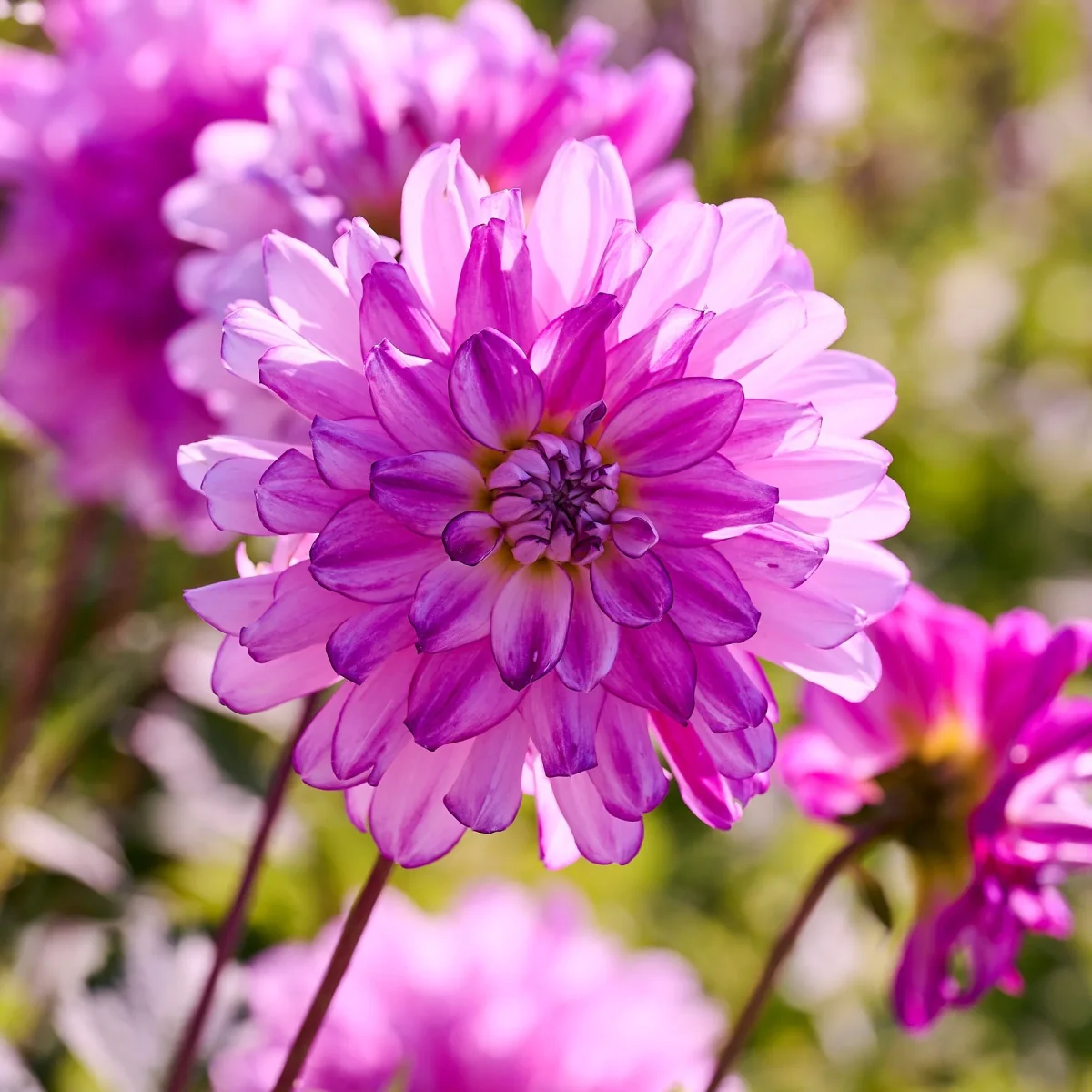 Dahlia mix 'All pink mix' - Bild 5