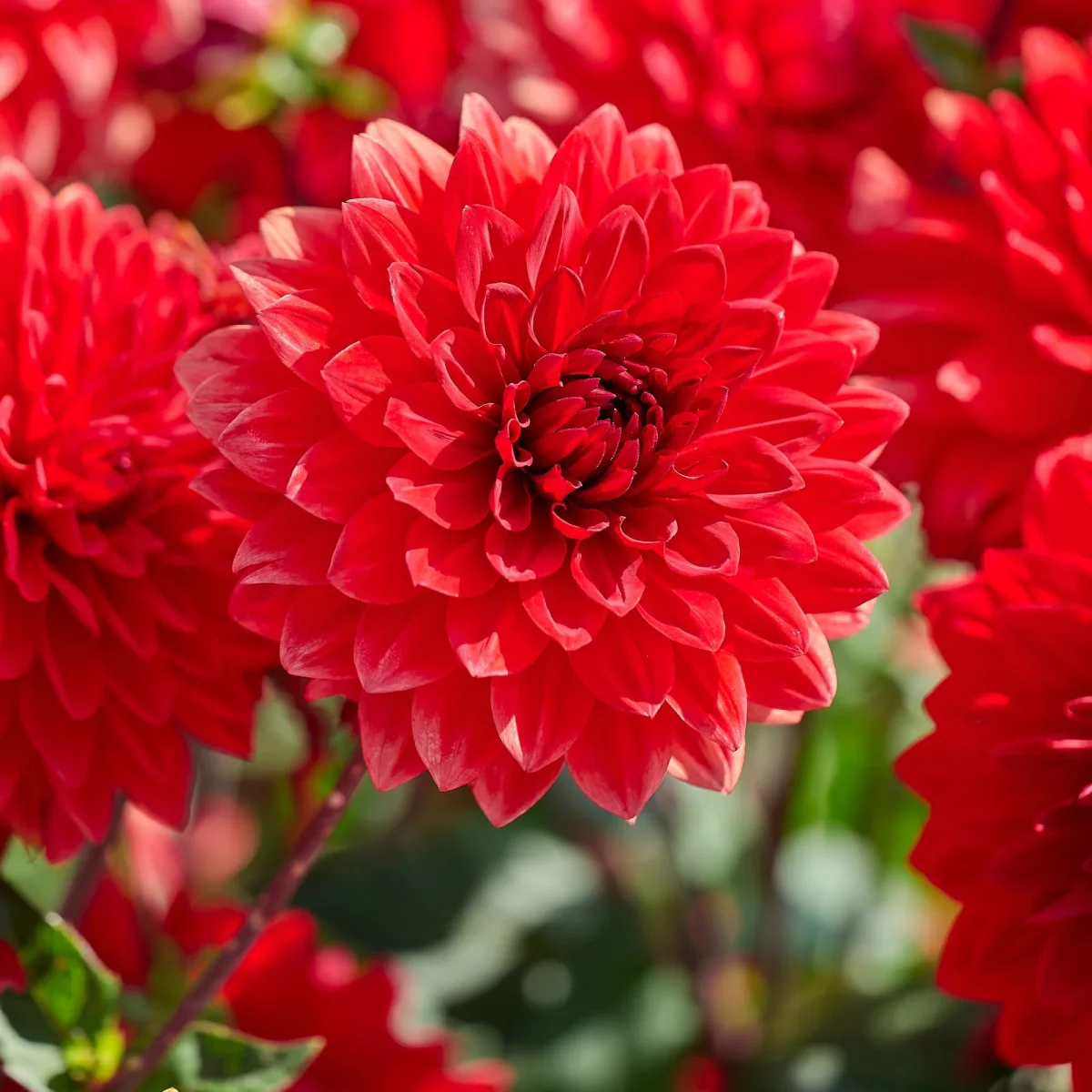 Dahlia mix 'All red mix' - Bild 4