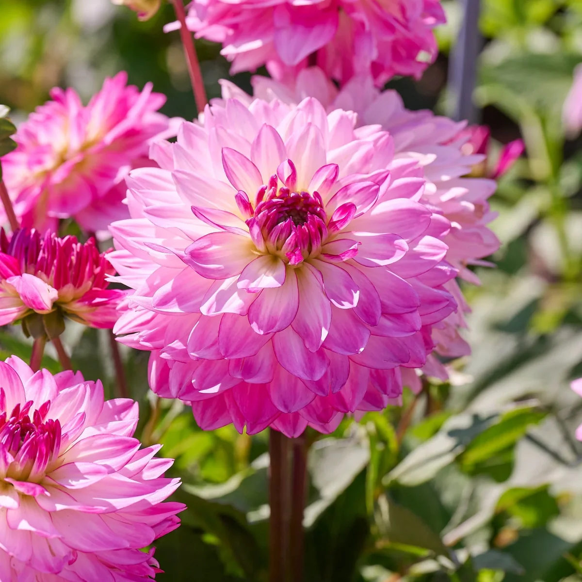 Dahlia mix 'Pink mix' - Bild 5