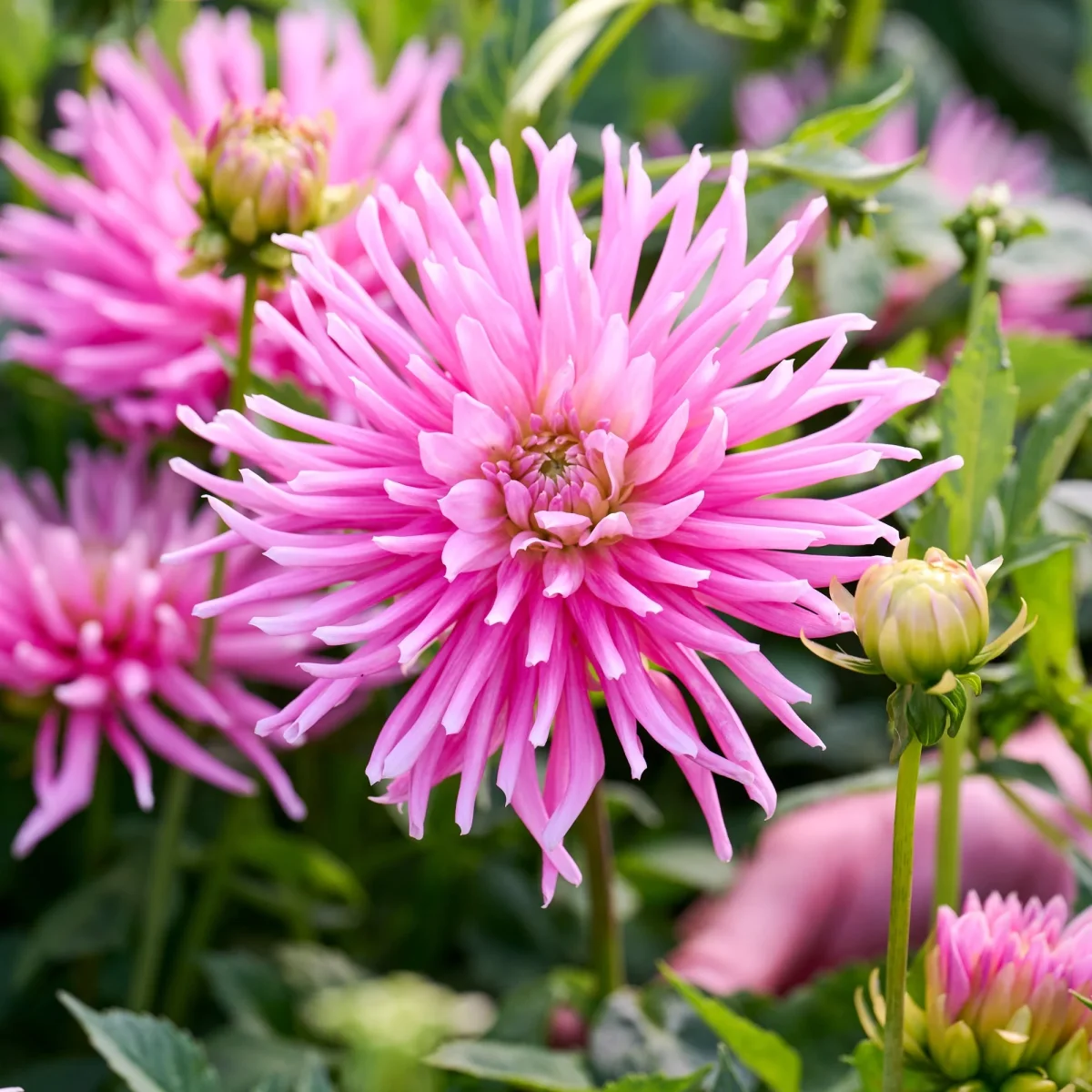 Dahlia mix 'Pink mix' - Bild 4