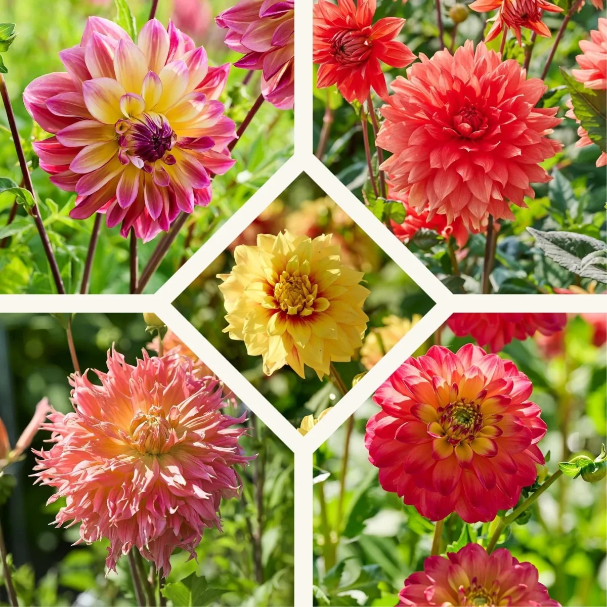 Dahlia mix 'Summer mix' - Bild 2