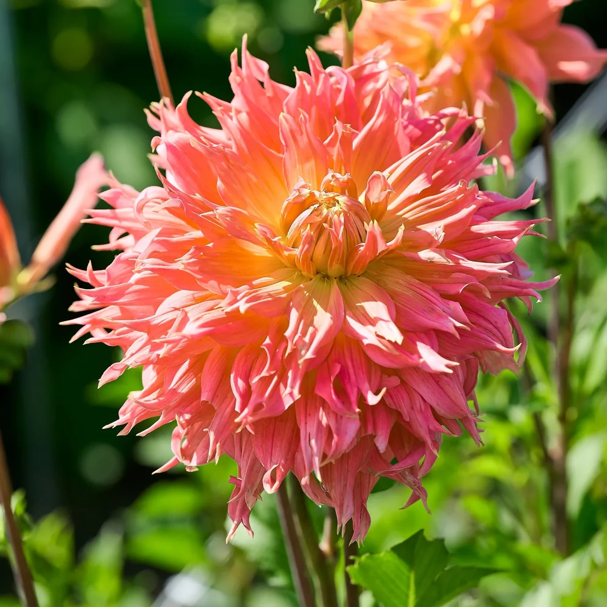 Dahlia mix 'Summer mix' - Bild 5