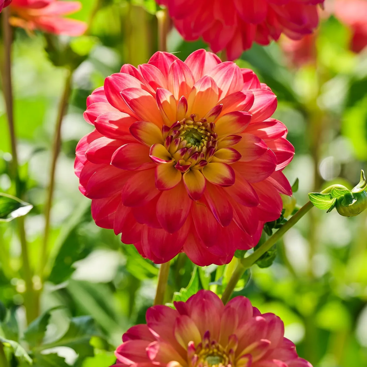 Dahlia mix 'Summer mix' - Bild 7
