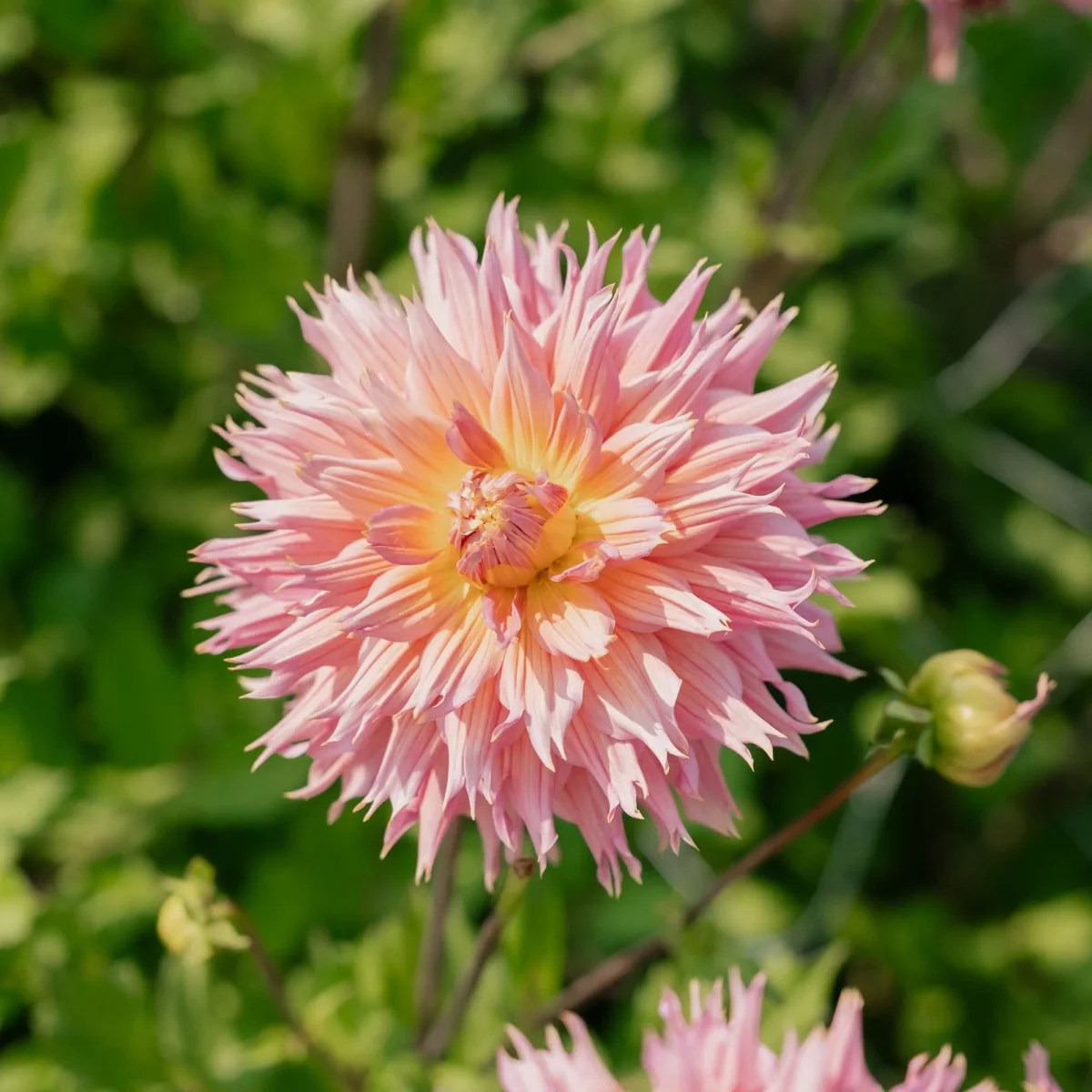 Dahlia 'Omega' - Bild 3