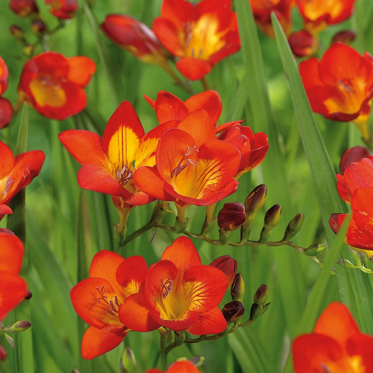 Fresia 'Orange'