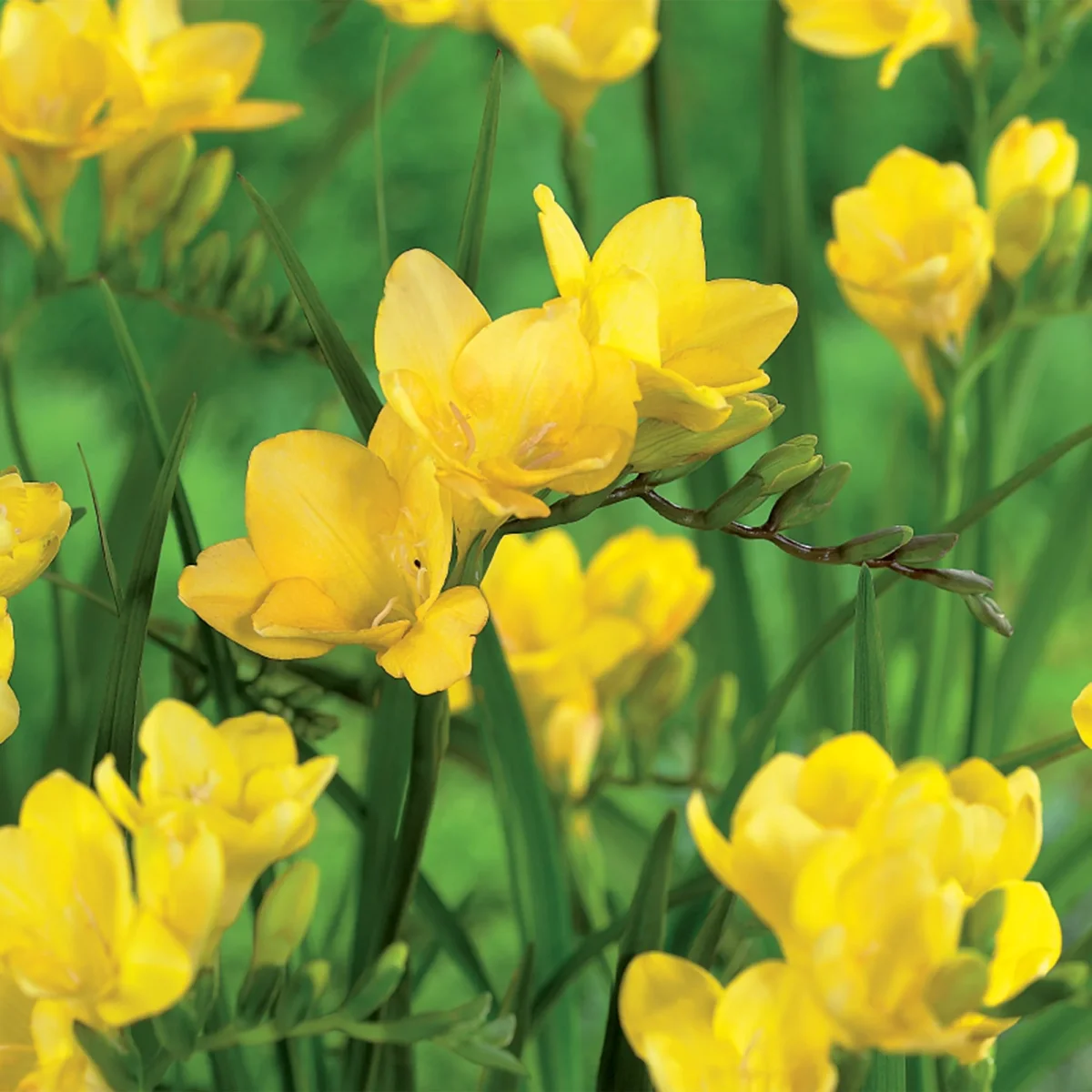 Fresia 'Yellow' - Bild 2