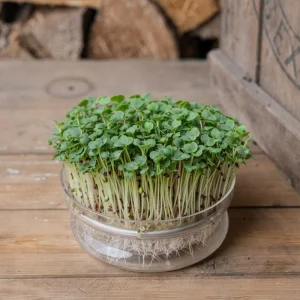 Mikrogrönt frö 'Grön pak choi' - 6000 Ekologiska frön