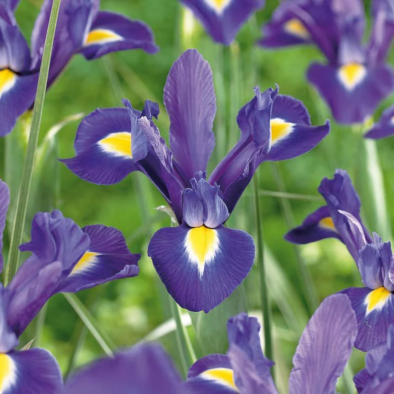Iris 'Blue Magic' - Bild 2
