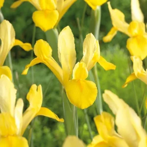 Iris 'Golden Harvest'