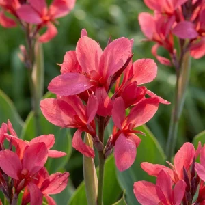Kanna ‘Crimson Beauty’