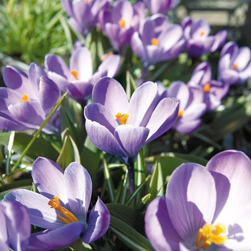 Krokus, Crocus 'Grand Maitre' - Bild 2