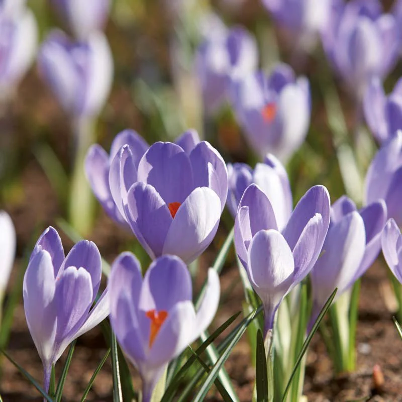 Krokus, Crocus 'Vanguard' - Bild 2