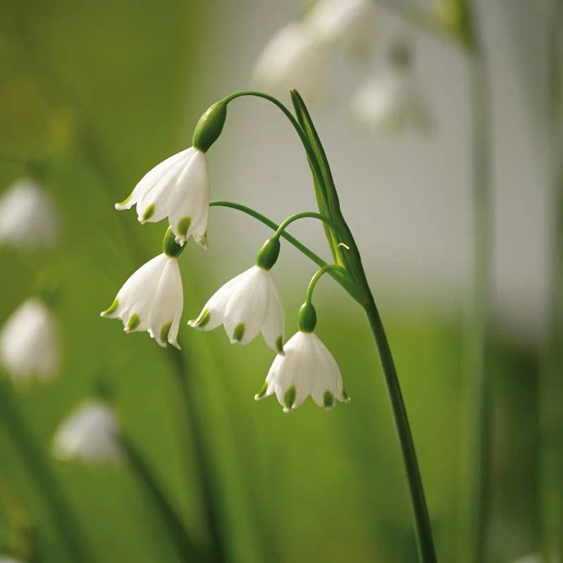 Leucojum 'Aestivum' - Bild 2