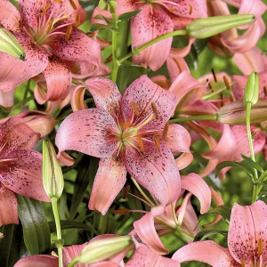 Lilja 'Morpho Pink'