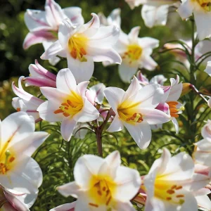Lilja 'Regale'