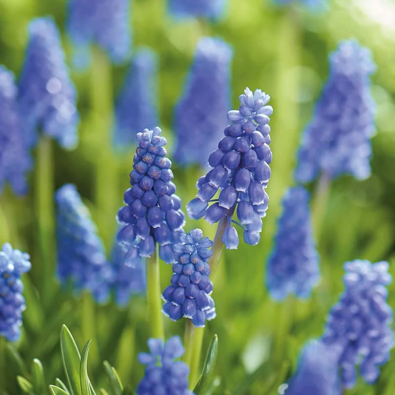 Pärlhyacint, Muscari 'Armeniacum'